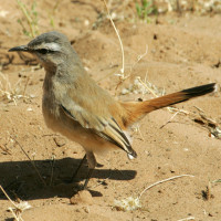 Kalahari Scrub-Robin